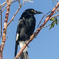 Currawong