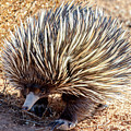 Echidna 01