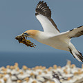 Nest Building