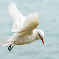 Tropic Bird 4
